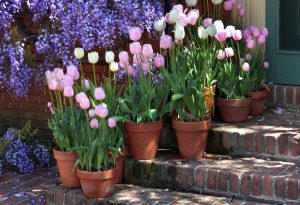 Tulips-and-wisteria-announce-spring-300×205 Image Alt Text