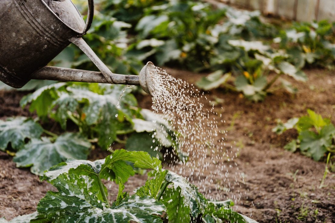 4 Things to Know Before You Start Growing Your Own Food