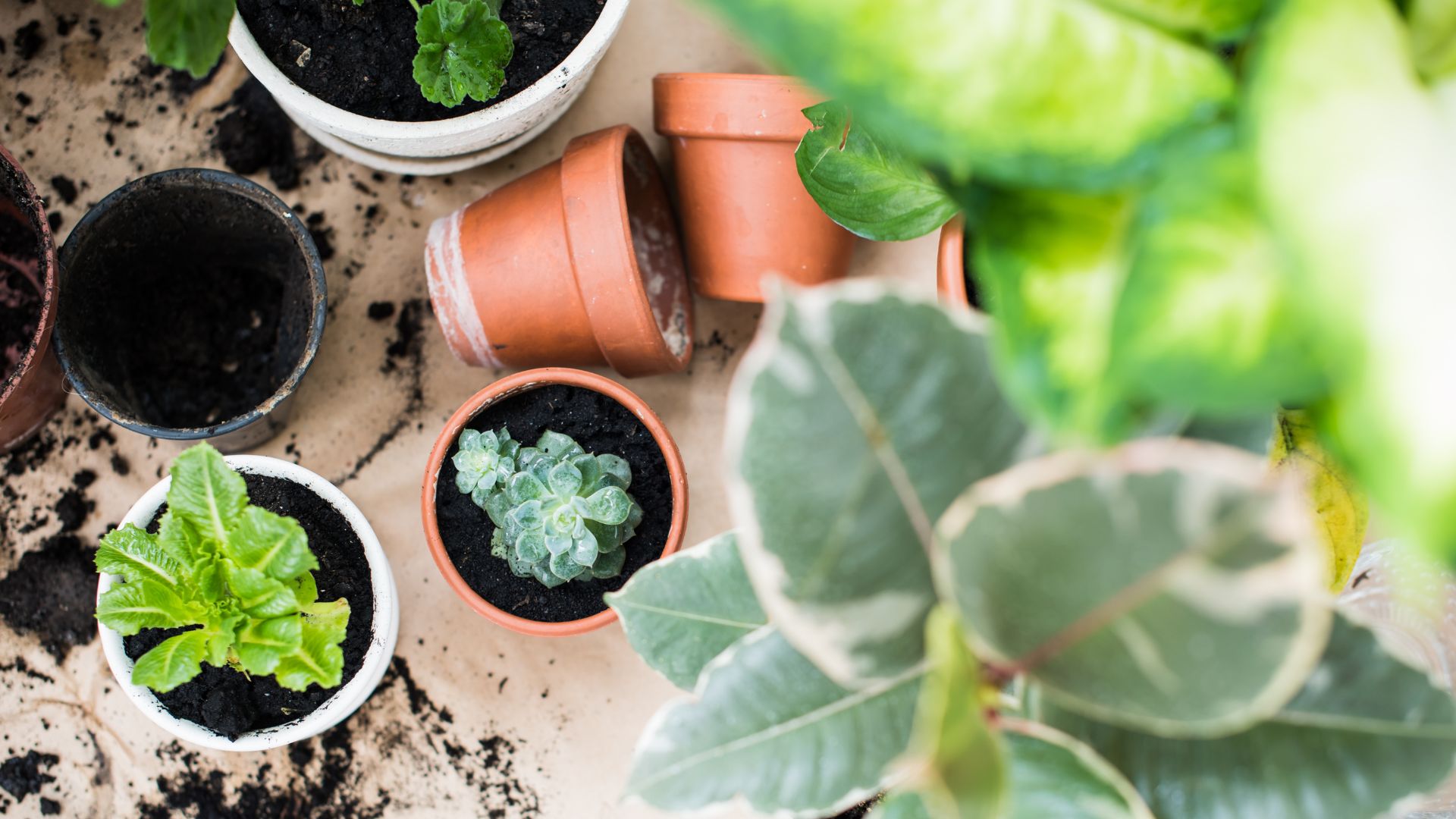 The Condo-Dweller’s Guide to Growing Your Own Vegetables