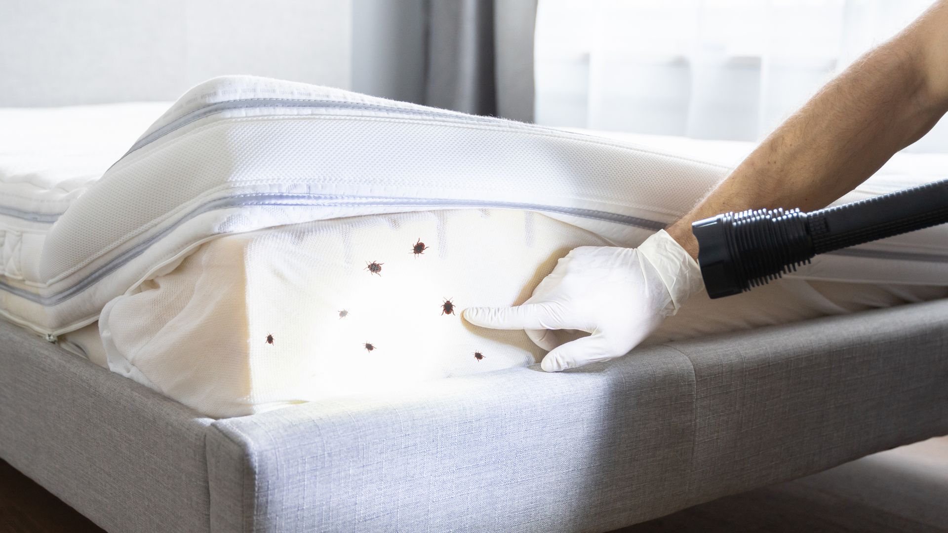 Dealing with Bedbugs? Here’s What To Do