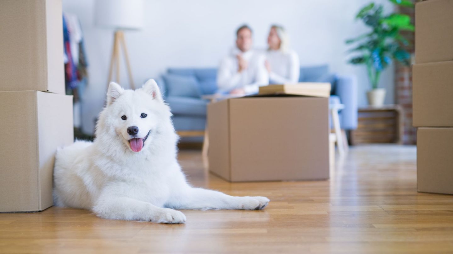 RE/MAX and Pet Valu Team Up to Make Moving with Pets Easier