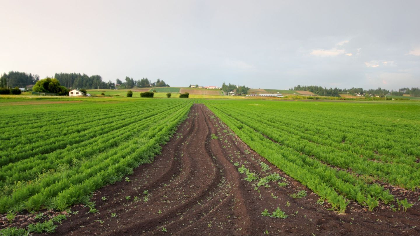 Farmland Investment: Growing More Scarce and Valuable Every Year