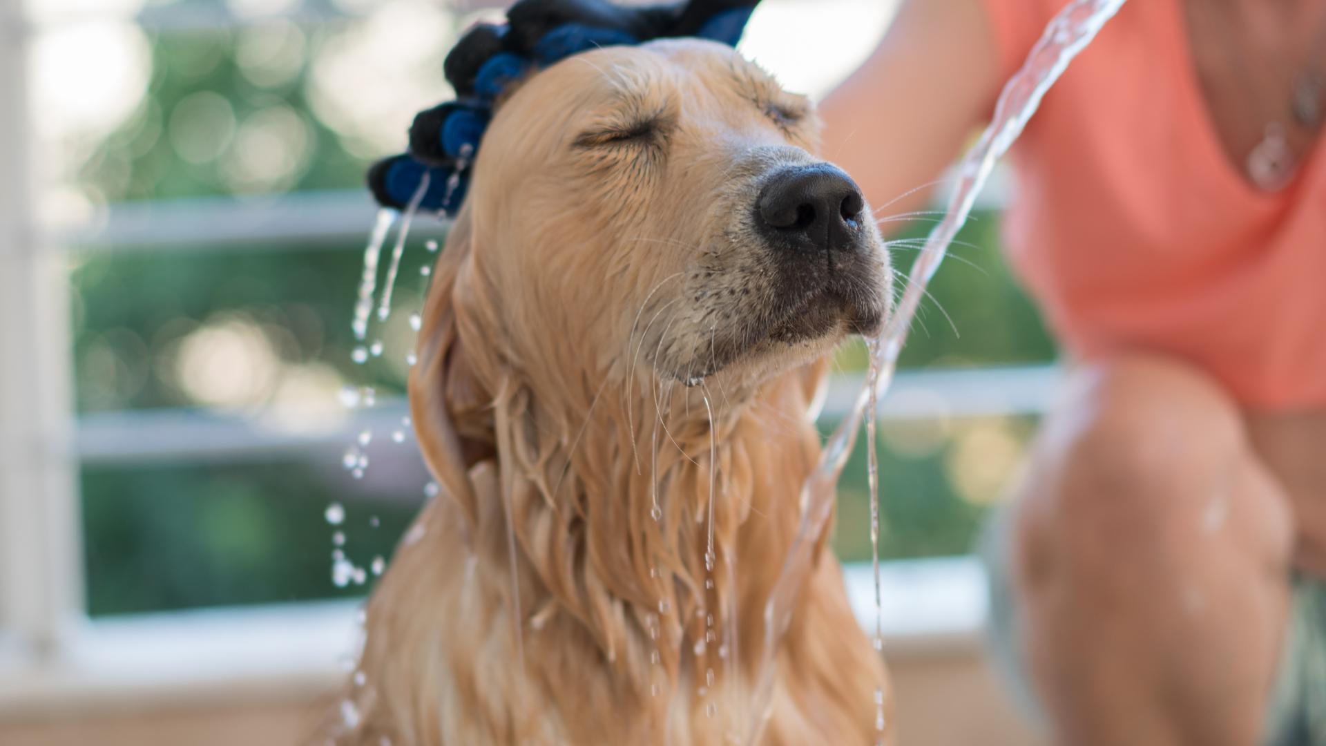 5 Spring Cleaning Tips When Selling a Home with Pets