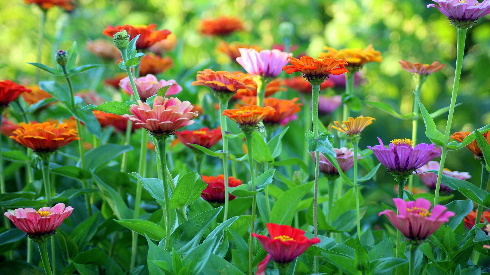 Spring Gardening Tricks That Work Wonders for Your Home’s Curb Appeal