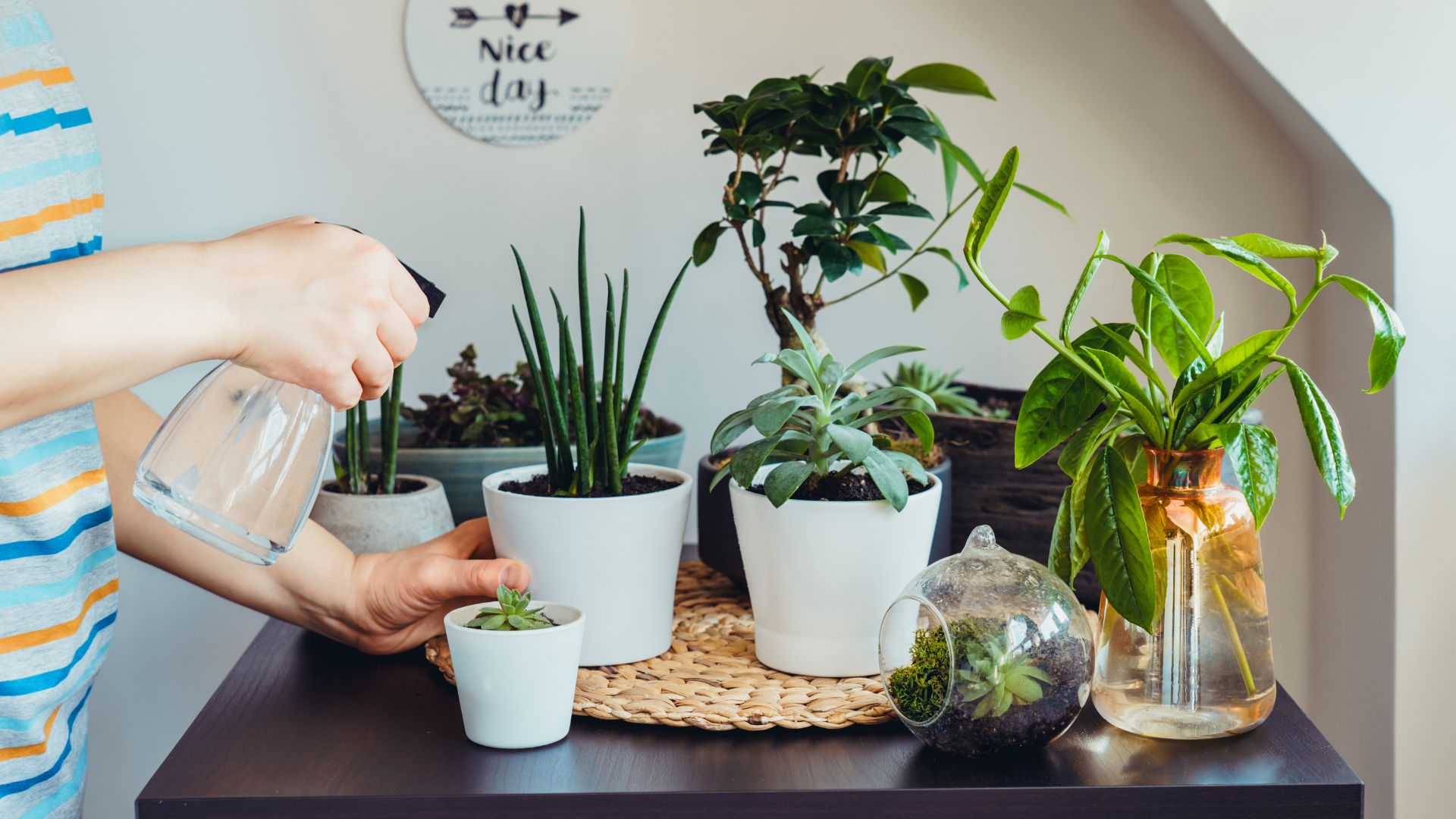 10 Essential Houseplants for Your New Home